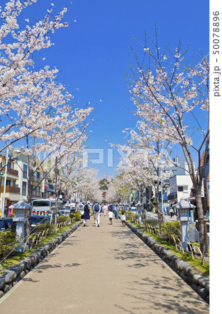 【神奈川県】鎌倉　段葛の桜並木 50078896
