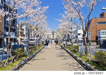 【神奈川県】鎌倉　段葛の桜並木 50078897