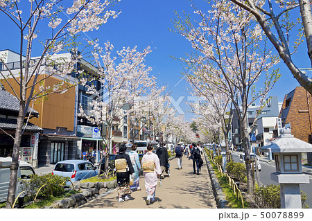 【神奈川県】鎌倉 段葛の桜並木 【神奈川県】鎌倉 段葛の桜並木 50078899