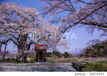 岩手県　雫石町　長山の弘法桜　小さな祠　雪の岩手山 50078923