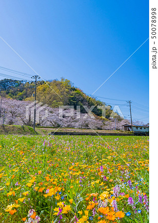 田んぼを使った花畑と那賀川の桜 静岡県賀茂郡松崎町 田んぼを使った花畑と那賀川の桜 静岡県賀茂郡松崎町 50078998