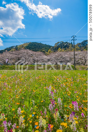 田んぼを使った花畑と那賀川の桜　静岡県賀茂郡松崎町 50078999
