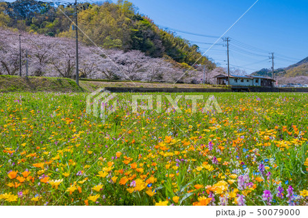 田んぼを使った花畑と那賀川の桜　静岡県賀茂郡松崎町 50079000