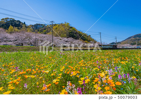 田んぼを使った花畑と那賀川の桜 静岡県賀茂郡松崎町 田んぼを使った花畑と那賀川の桜 静岡県賀茂郡松崎町 50079003