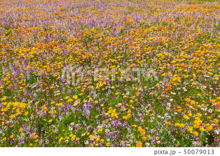 田んぼを使った花畑 静岡県賀茂郡松崎町 田んぼを使った花畑 静岡県賀茂郡松崎町 50079013