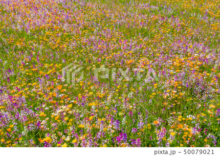 田んぼを使った花畑　静岡県賀茂郡松崎町 50079021