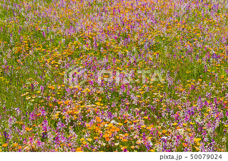 田んぼを使った花畑 静岡県賀茂郡松崎町 田んぼを使った花畑 静岡県賀茂郡松崎町 50079024