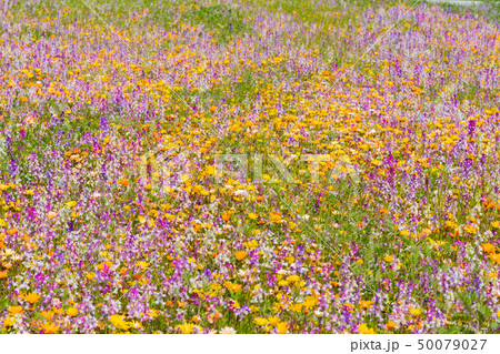 田んぼを使った花畑　静岡県賀茂郡松崎町 50079027