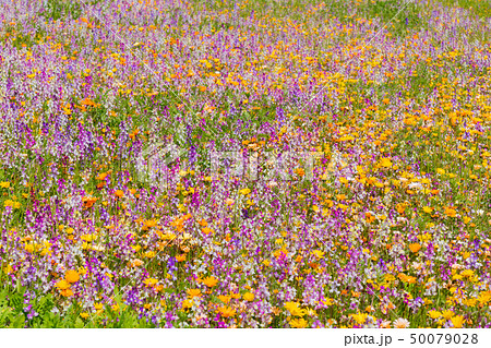 田んぼを使った花畑　静岡県賀茂郡松崎町 50079028