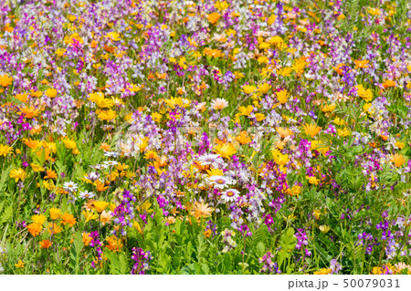 田んぼを使った花畑　静岡県賀茂郡松崎町 50079031