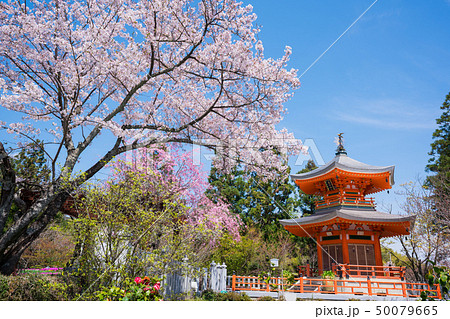 京都 正法寺(しょうぼうじ)の遍照塔(へんじょうとう)と桜 京都 正法寺(しょうぼうじ)の遍照塔(へんじょうとう)と桜 50079665