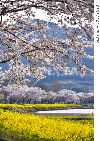 桜と菜の花 桜と菜の花 50079693