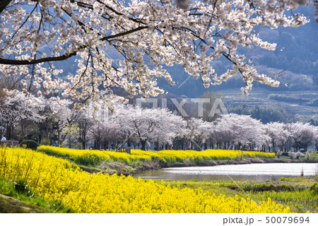 桜と菜の花 50079694