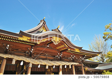 寒川神社　御社殿（春） 50079868
