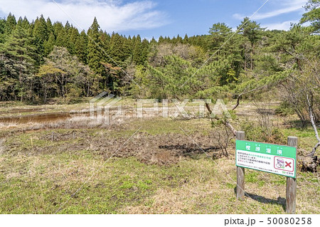 樫原湿原(佐賀県唐津市) 樫原湿原(佐賀県唐津市) 50080258