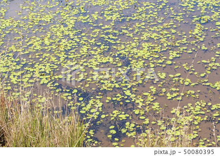 樫原湿原のオタマジャクシ(佐賀県唐津市) 樫原湿原のオタマジャクシ(佐賀県唐津市) 50080395