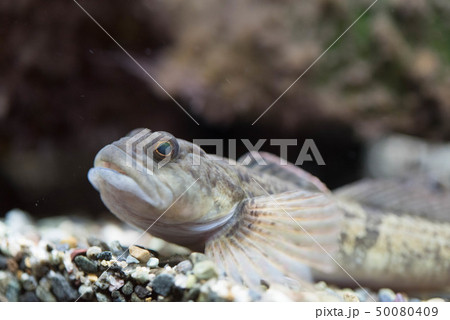 カジカ 鰍 川魚 50080409