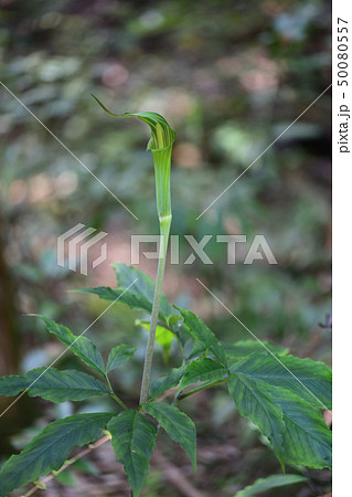 マムシグサ 50080557