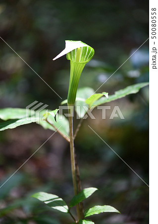 マムシグサ 50080558