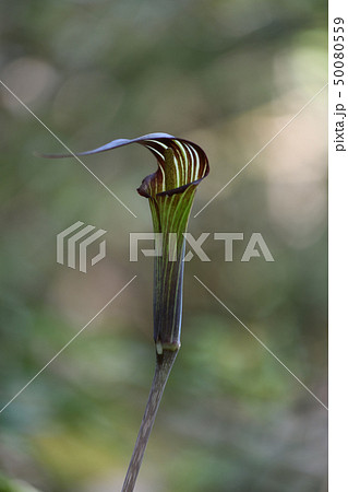 マムシグサ 50080559