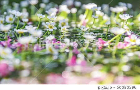 梅花藻 50080596