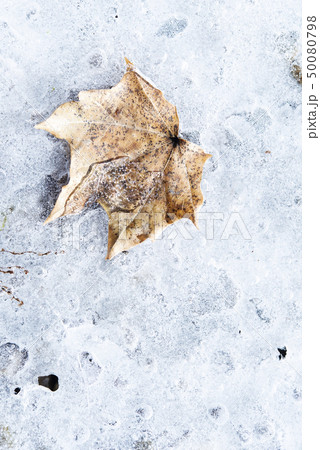 Brown leaf on ice 50080798