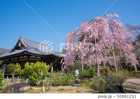 京都 法金剛院の桜 京都 法金剛院の桜 50081201