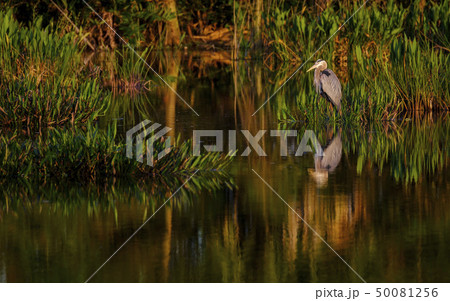 Great blue heron by river 50081256