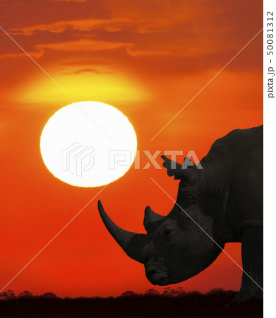 Profile of rhinoceros at sunset Profile of rhinoceros at sunset 50081312