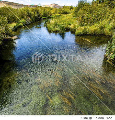 River by trees in Picabo, Idaho, USA 50081422