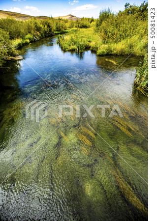 River by trees in Picabo, Idaho, USA River by trees in Picabo, Idaho, USA 50081423
