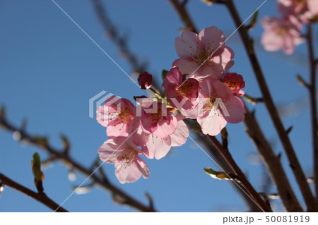 春　桜　さくら 50081919