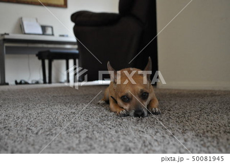 犬 犬 50081945