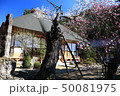 古木の桜 古木の桜 50081975