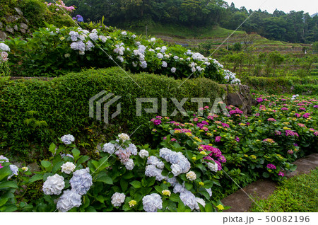 山アジサイ サワアジサイ ブルーミング 50082196