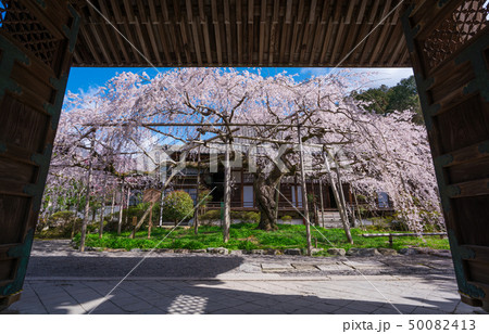 京都 毘沙門堂の桜 京都 毘沙門堂の桜 50082413