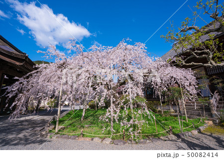 京都 毘沙門堂の桜 京都 毘沙門堂の桜 50082414