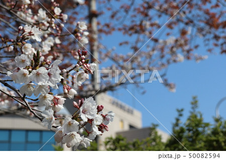 堺市南区役所・春の風景 堺市南区役所・春の風景 50082594