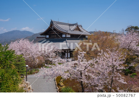 京都　将軍塚青龍殿の桜　 50082767