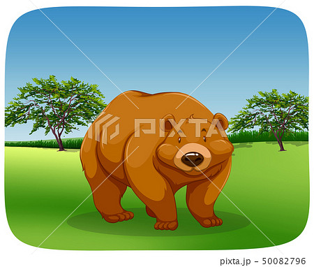 Bear in a field Bear in a field 50082796