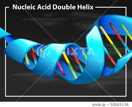 Nucleic acid double helix 50083136