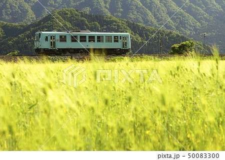 麦と越美北線 麦と越美北線 50083300