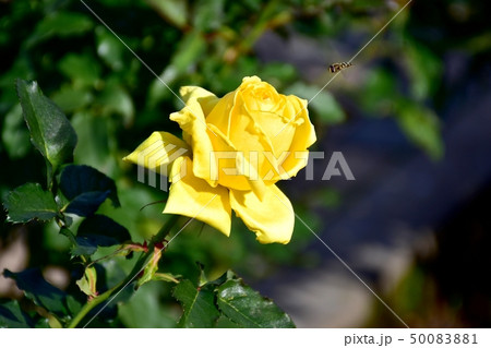 調布市の植物園に咲く黄色いバラ 50083881