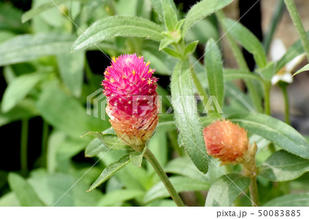 三鷹中原に咲く赤いセンニチコウ 50083885