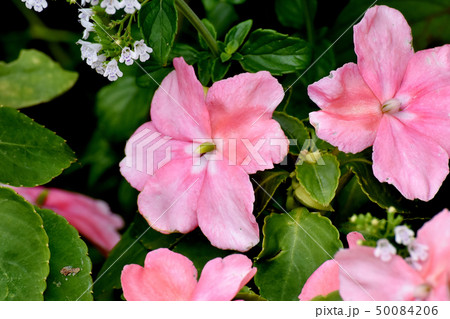 三鷹中原に咲く淡いピンクのアフリカホウセンカ(インパチェンス) 三鷹中原に咲く淡いピンクのアフリカホウセンカ(インパチェンス) 50084206