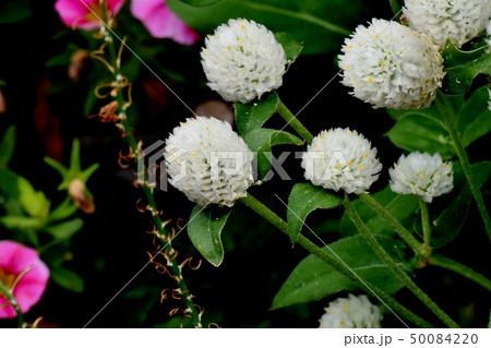 三鷹中原に咲く白いセンニチコウ 50084220