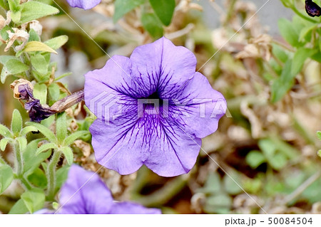 三鷹中原に咲く淡い青紫色のペチュニア 三鷹中原に咲く淡い青紫色のペチュニア 50084504