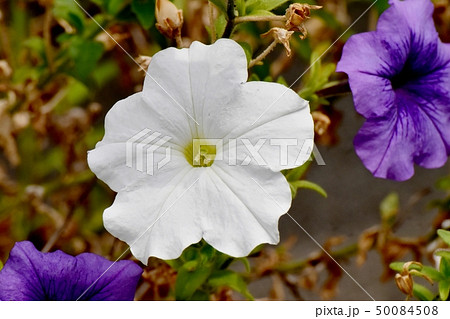 三鷹中原に咲く白いペチュニア 50084508