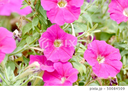 三鷹中原に咲くピンクのペチュニア 50084509