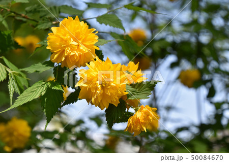 ヤエヤマブキ 八重山吹 の写真素材 ヤエヤマブキ 八重山吹 の写真素材